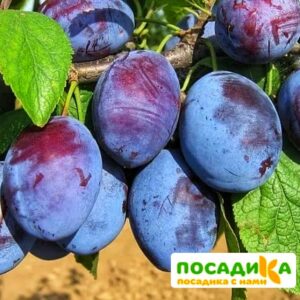 Слива Чачакская ранняя купить по цене от 229.00р. в интернет-магазине «Посадика» с доставкой почтой в в Череповеце и по всей России – [изображение №1].