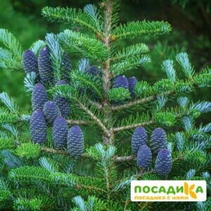 Пихта корейская (Abies koreana) купить по цене от 450.00р. в интернет-магазине «Посадика» с доставкой почтой в в Череповеце и по всей России – [изображение №1].