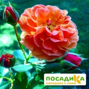 Роза Арабия купить по цене от 350.00р. в интернет-магазине «Посадика» с доставкой почтой в в Череповеце и по всей России – [изображение №1].