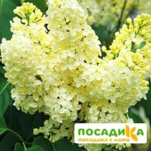 Сирень Примроуз (Primrose) купить по цене от 529.00р. в интернет-магазине «Посадика» с доставкой почтой в в Череповеце и по всей России – [изображение №1].