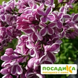 Сирень Сенсация купить по цене от 529.00р. в интернет-магазине «Посадика» с доставкой почтой в в Череповеце и по всей России – [изображение №1].