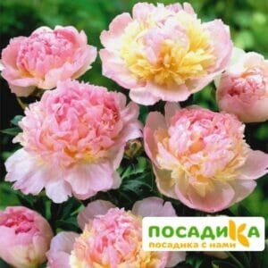 Пион Распберри Сандей (Paeonia Raspberry Sundae) купить по цене от 959р. в интернет-магазине «Посадика» с доставкой почтой в в Череповеце и по всей России – [изображение №1].