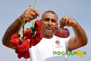 Клубника Гигант Джорнея купить по цене от 266р. в интернет-магазине «Посадика» с доставкой почтой в в Череповеце и по всей России – [изображение №1].