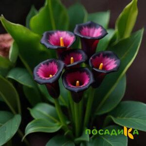 Калла Аура Лейс купить по цене от 400р. в интернет-магазине «Посадика» с доставкой почтой в в Череповеце и по всей России – [изображение №1].