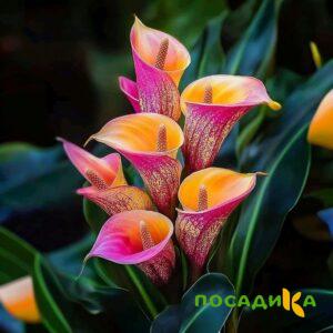 Калла Оникс купить по цене от 450р. в интернет-магазине «Посадика» с доставкой почтой в в Череповеце и по всей России – [изображение №1].