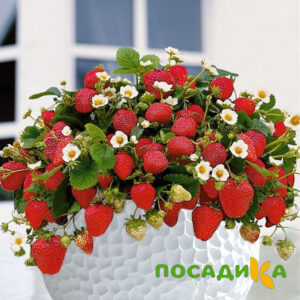 Клубника Рубиновый Шепот (горшечная) купить по цене от 240р. в интернет-магазине «Посадика» с доставкой почтой в в Череповеце и по всей России – [изображение №1].