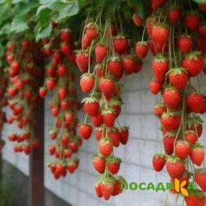Клубника вьющаяся Комплимент купить по цене от 470р. в интернет-магазине «Посадика» с доставкой почтой в в Череповеце и по всей России – [изображение №1].