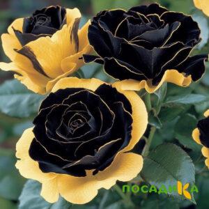 Роза Ханни Сикл купить по цене от 700р. в интернет-магазине «Посадика» с доставкой почтой в в Череповеце и по всей России – [изображение №1].