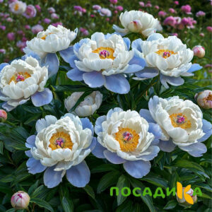 Пион акварельный Этюд купить по цене от 806р. в интернет-магазине «Посадика» с доставкой почтой в в Череповеце и по всей России – [изображение №1].