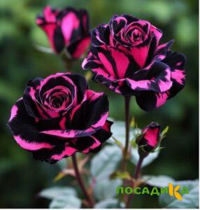 Роза Багровый Шепот купить по цене от 366р. в интернет-магазине «Посадика» с доставкой почтой в в Череповеце и по всей России – [изображение №1].