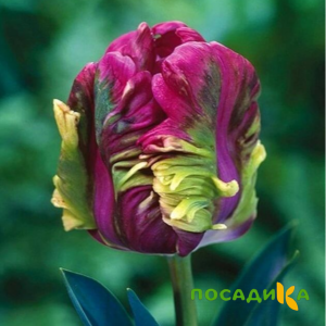 Тюльпан Экзотик Хэвен купить по цене от 186р. в интернет-магазине «Посадика» с доставкой почтой в в Череповеце и по всей России – [изображение №1].